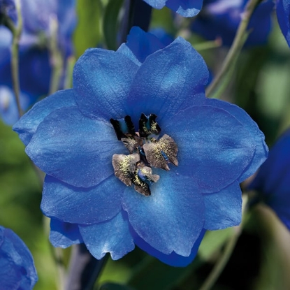 Picture of Delphinium Pacific Giants - Blue Jay